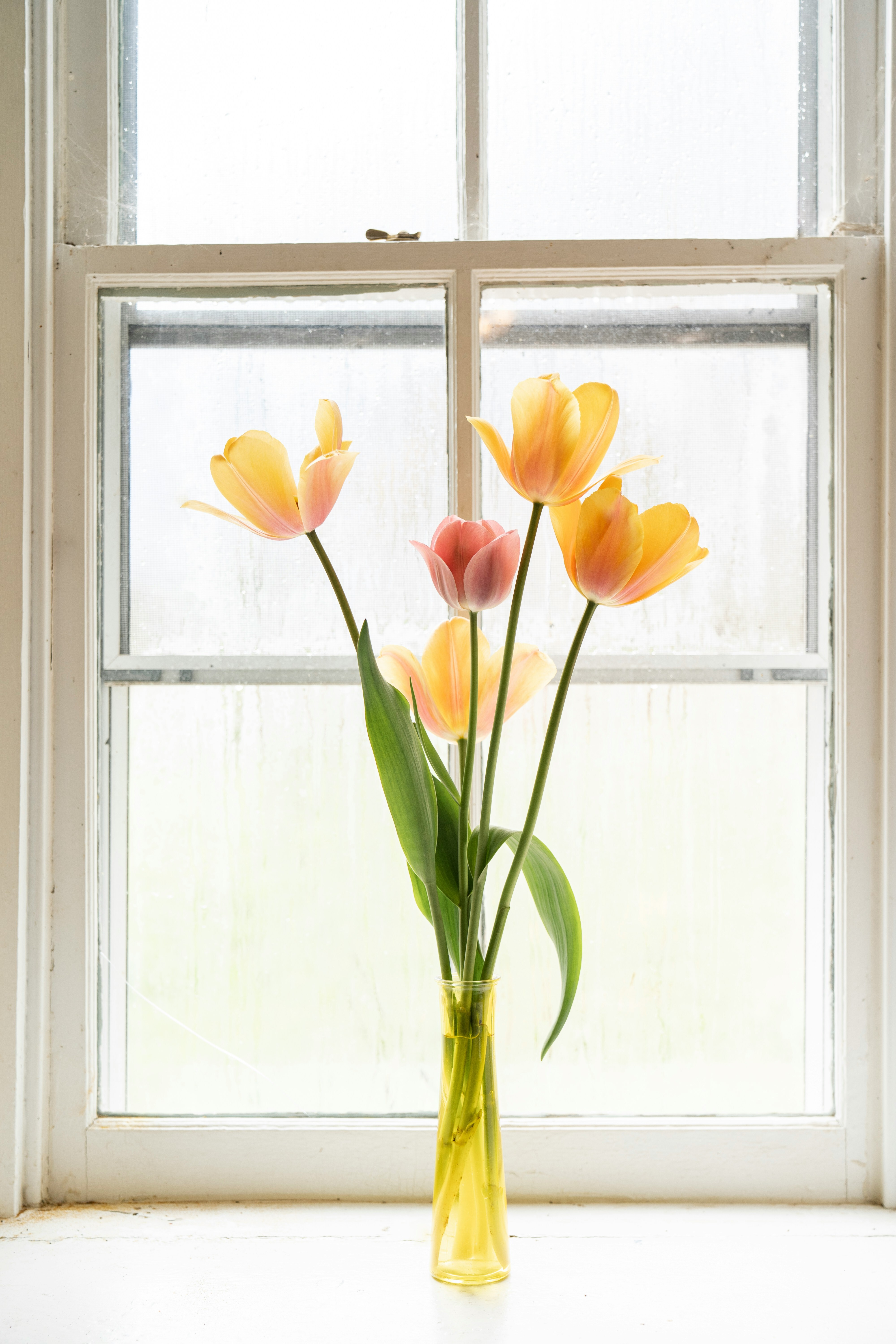 Spring Renewal: Tips from Your Trusted Painting Contractor