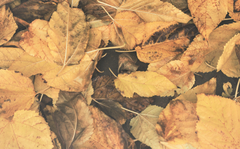 Leaves.PNG#asset:2778