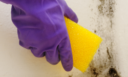 Can I Paint Over Mold?