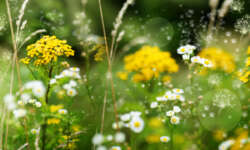 How to Protect Your Home’s Interior Paint During Allergy Season