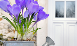 Springtime Home Maintenance Tips:  Refresh Your Exterior this Season