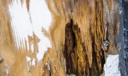How Can You Protect Your Home from Wood Rot?