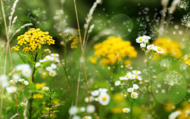 How to Protect Your Home’s Interior Paint During Allergy Season